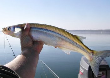 Pesca de Pejerrey en Laguna Sauce Grande