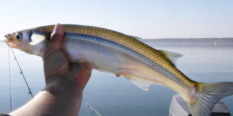 Pesca de Pejerrey en Laguna Sauce Grande