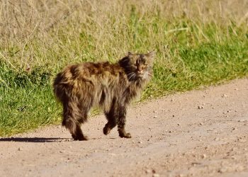 Especie en extinción es divisada en la zona de Fra-Pal
