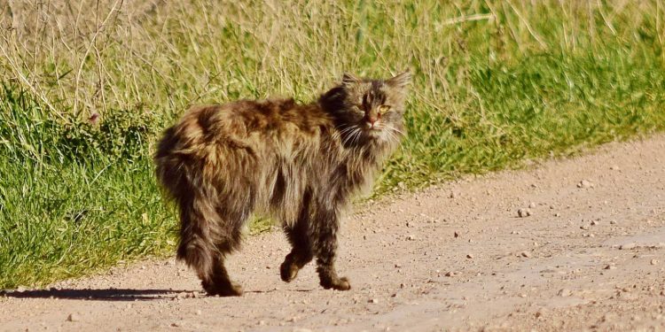 Especie en extinción es divisada en la zona de Fra-Pal