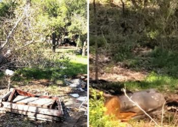 Demanda en propiedad usurpada Luciana D'alessio