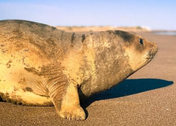 aparecio lobo marino en Monte Hermoso