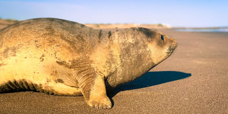 aparecio lobo marino en Monte Hermoso