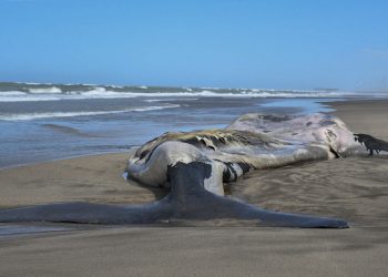 ballena en necochea