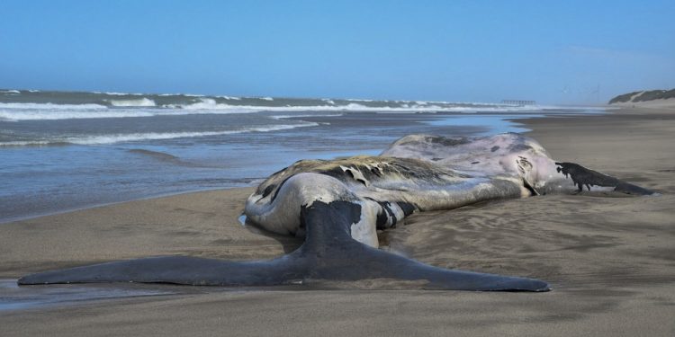 ballena en necochea
