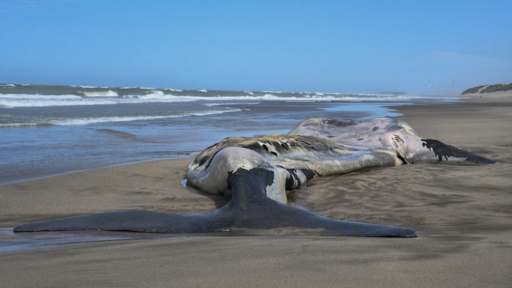 ballena en necochea