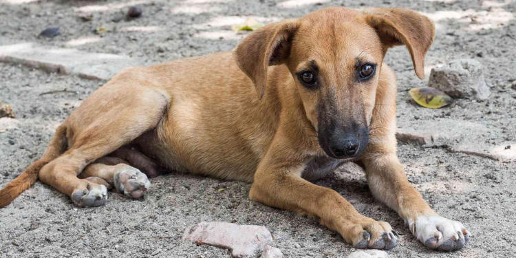 perros adopta a un amigo perrera predio municipal