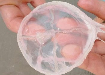 Aguavivas en playas de monte hermoso