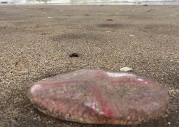 Aguavivas medudas en monte hermoso