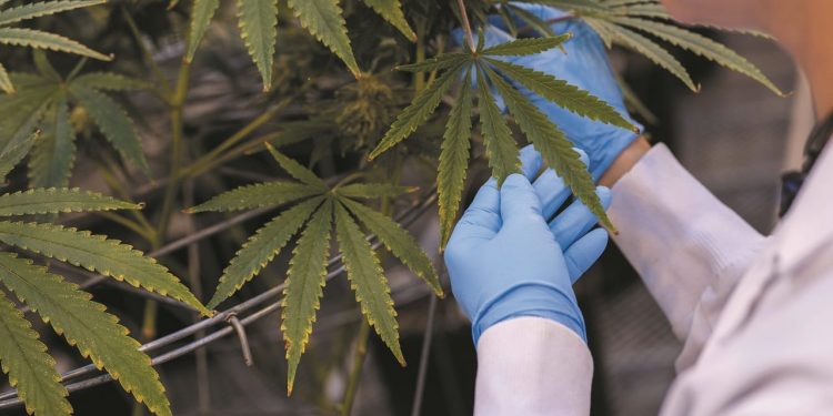Cannabis medicinal