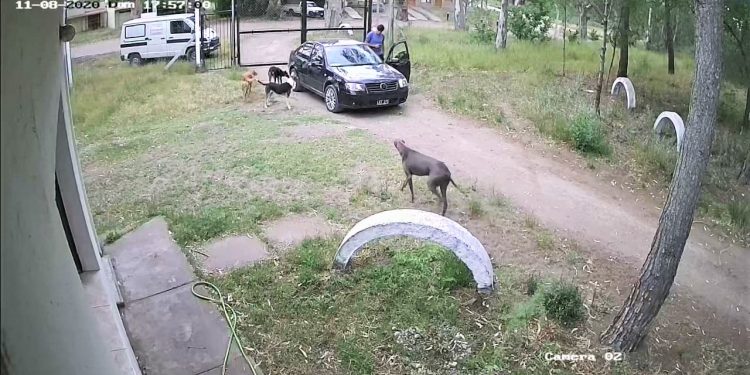 Usurpación en Monte Hermoso Luciana D'Alessio nuevas pruebas