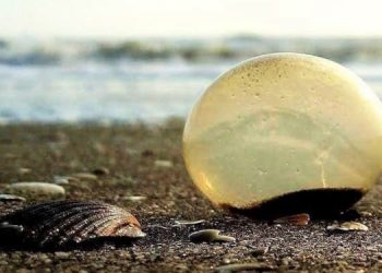 curiosidades marinas