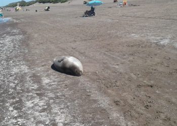 lobos marinos en el sauce