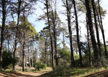 paseo del pinar Monte Hermoso