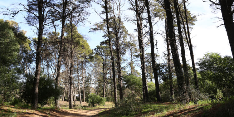 paseo del pinar Monte Hermoso