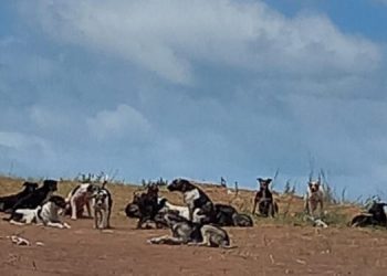 perros abandonados en el basurero municipal
