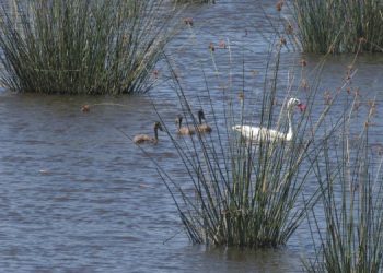 Laguna sauce grande avistajes