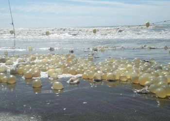 Curiosidades marinas Monte Hermoso