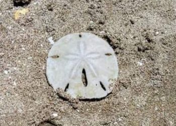 Erizo de Mar en Monte Hermoso