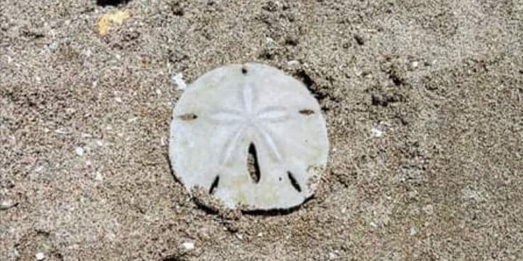 Erizo de Mar en Monte Hermoso