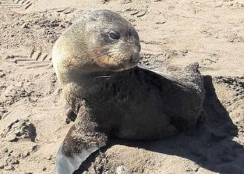 Lobito de mar en Monte Hermoso