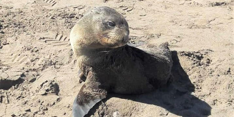 Lobito de mar en Monte Hermoso