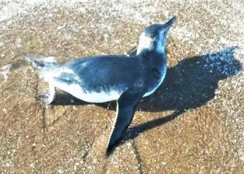 Monte Hermoso recibió la visita del primer pingüino de la temporada. También apareció otro lobo marino