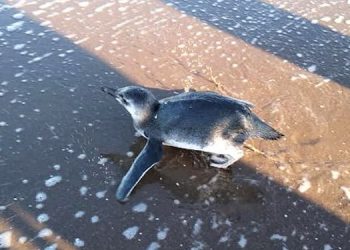 Pingüinos en Monte Hermoso