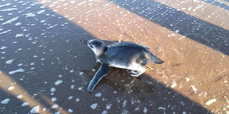 Pingüinos en Monte Hermoso