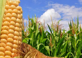 De acuerdo a un informe, los jóvenes ven al agro como la principal actividad económica, pero les preocupa el medio ambiente