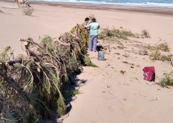 Enquinchado en la playa Monte Hermoso