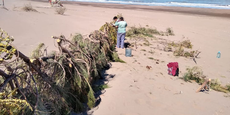 Enquinchado en la playa Monte Hermoso