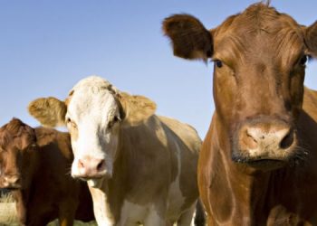 Instituto de Promoción de la Carne Vacuna