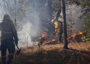 Incendio forestal en Sauce Grande bomberos