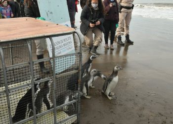 iberacion de pingüinos