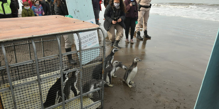 iberacion de pingüinos