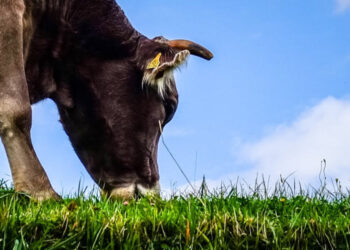Carne a pasto jornada INTA