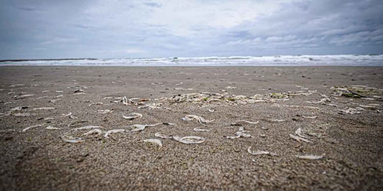 Crustáceos en Mar del Plata 3