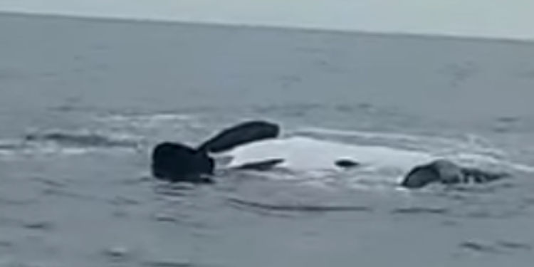 Ballenas en Claromecó