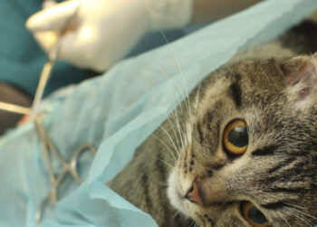 Campaña de castración felina y canina en Monte Hermoso