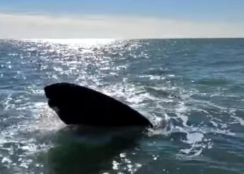 Orcas en Monte Hermoso