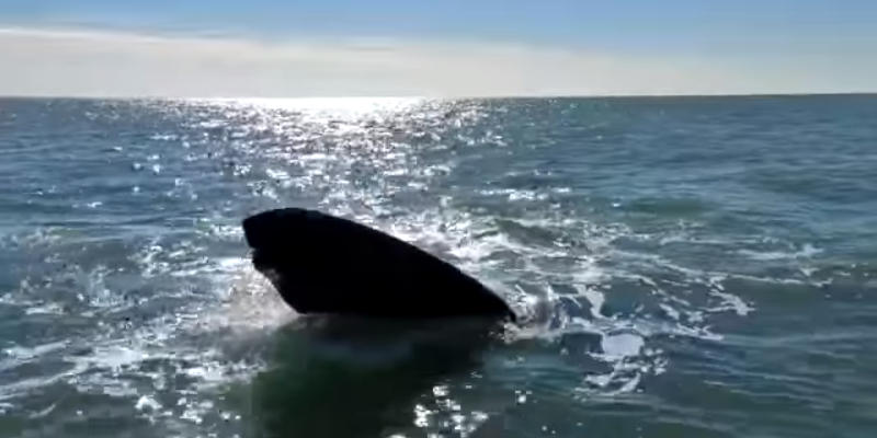 Orcas en Monte Hermoso