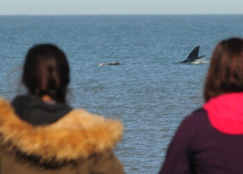 Paso migratorio de ballenas en Monte Hermoso