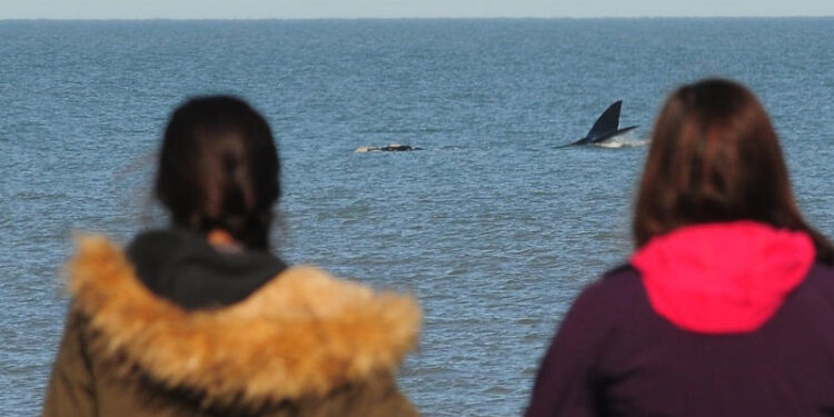 Paso migratorio de ballenas en Monte Hermoso