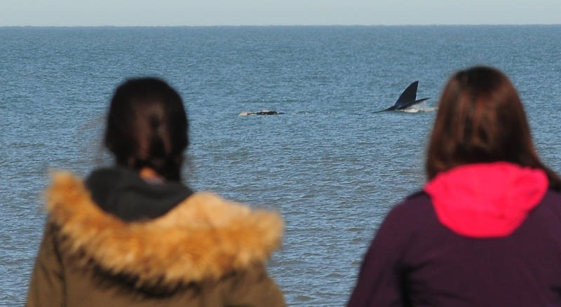 Paso migratorio de ballenas en Monte Hermoso