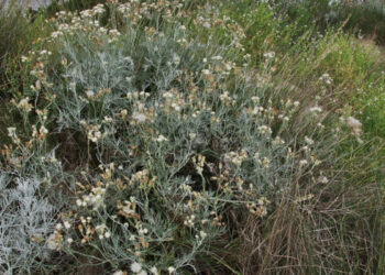Plantas nativas del sudoeste bonaerense