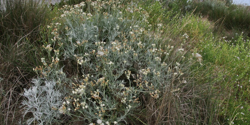 Plantas nativas del sudoeste bonaerense