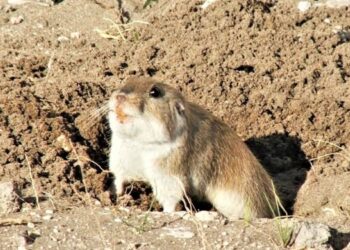 Convocatoria para la creación y el diseño de la mascota del CEF