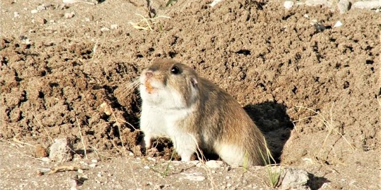 Convocatoria para la creación y el diseño de la mascota del CEF