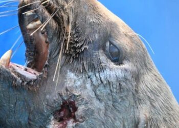 A causa de heridas con arma de fuego murió un lobo marino rescatado en Monte Hermoso